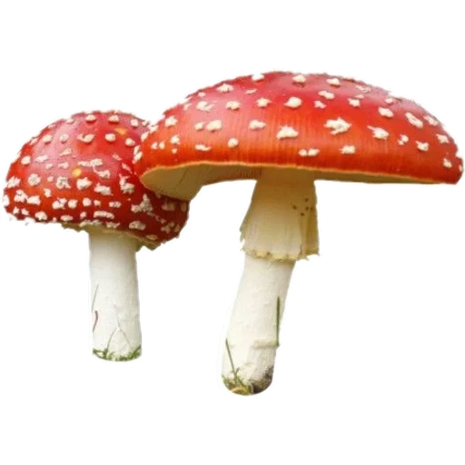 ядовитые грибы, мухомор без фона, мухомор белом фоне, мухомор ядовитый гриб, ядовитые грибы белом фоне