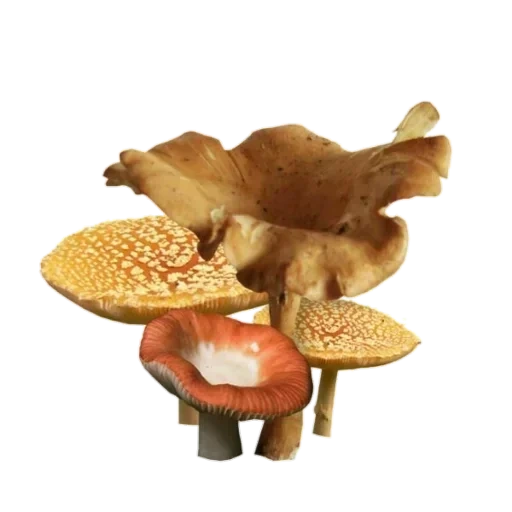 гриб, древесные грибы, sucy manbavaran, съедобные грибы, гриб трутовик чешуйчатый