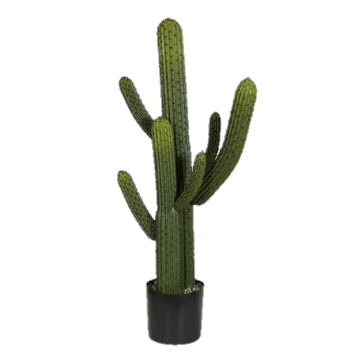 кактус, cactus, kaktus, кактус растение, кактус напольный