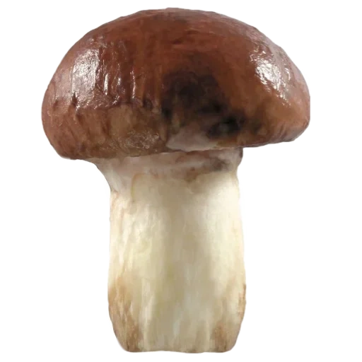 грибы, белый гриб боровик, гриб прозрачном фоне, гриб масленок белом фоне, съедобные грибы прозрачном фоне