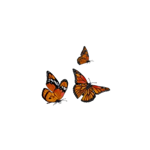 бабочка, бабочка монарх, бабочка пиксарт, оранжевая бабочка, данаида монарх бабочка белом фоне