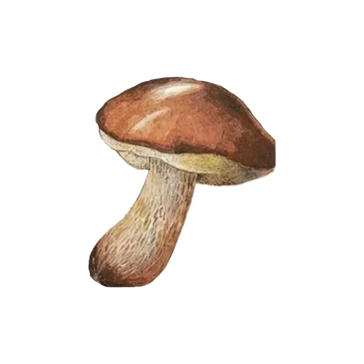 грибы, грибы маслята, грибы белый гриб, подберезовик гриб, грибы маслята ложные