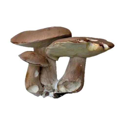 грибы, рядовка гриб белом фоне, съедобные грибы маслята, моховик гриб белом фоне, грибы маслята ложные двойники