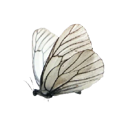 бабочка, белая бабочка, мотылек бабочка, бабочка боярышница, мотылек белом фоне