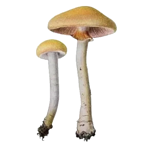 грибы, бледная поганка, гриб бледная поганка, бледная поганка гриб детей, опасный гриб бледная поганка
