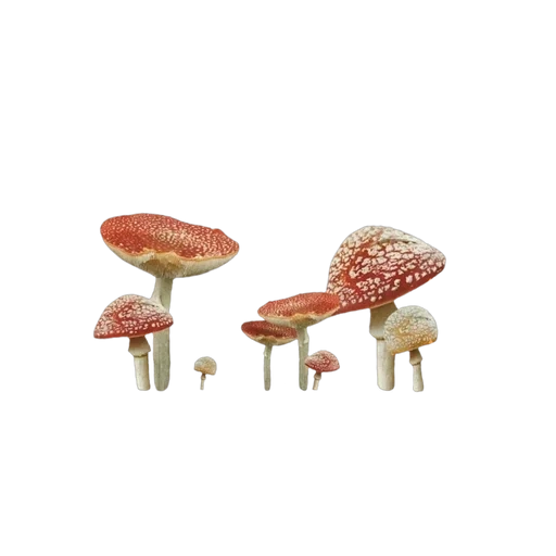 набор, гоблинкор, клипарт грибы, ядовитые грибы, ядовитые грибы мухомор прозрачном фоне