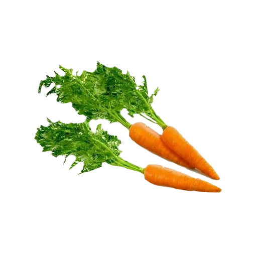 морква, морковь, морковка, морковные, виды моркови
