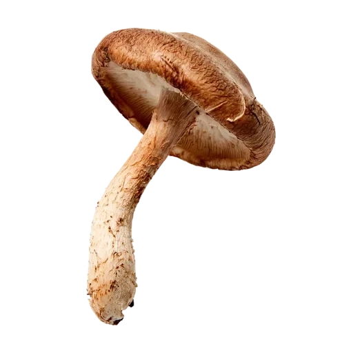mushroom, шиитаке грибы, грибы белом фоне, гриб подберезовик