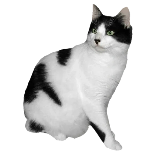 кошка, кот черно белый, черно белая кошка, black and white cat, американская короткошерстная кошка белая
