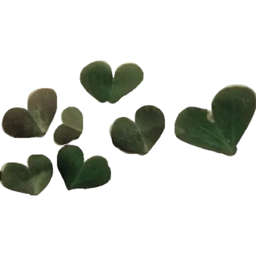 сердца, сердце цветы, лист клевера, зелёное сердце, клевер четырехлистный
