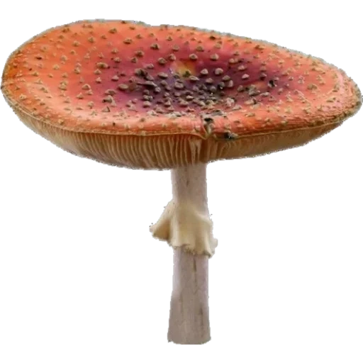 гриб, mushroom, discosoma, грибы съедобные, пластинчатые грибы мухомор