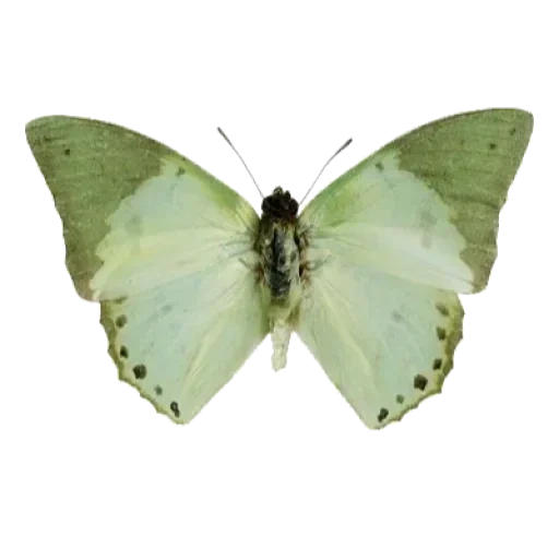 белая бабочка, бабочка зеленая, бабочка лимонница, charaxes subornatus, charaxes lycurgus бабочка