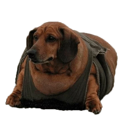 dachshund, dachshund oleh ob, dachshund, fat dachshund, fat dachshund