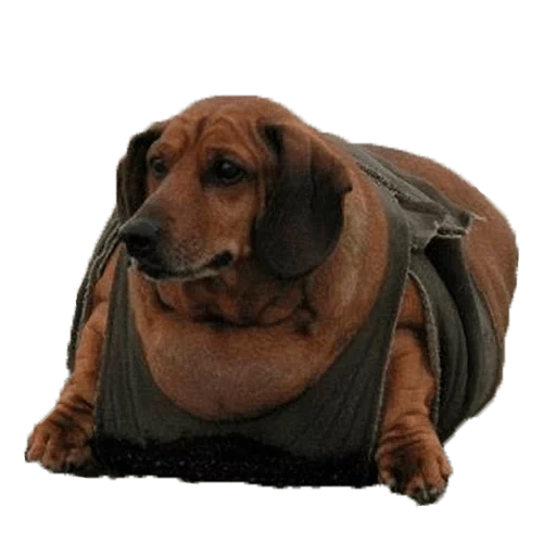 perro tejonero, dachshund por el ob, perro tejonero, dachshund gordo, dachshund gordo