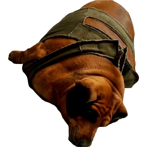 pacchetto, dachshund grasso, dachshund grasso