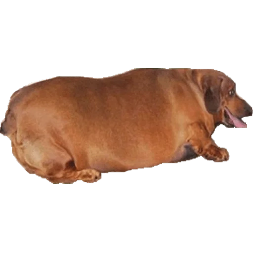 bassotto, bassotto, dachshund grasso, dachshund grasso, il cane del bassotto è denso