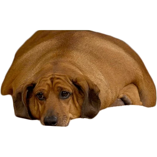 dachshund, fat dachshund, fat dachshund, anjing gemuk, rhodesian ridzhbek