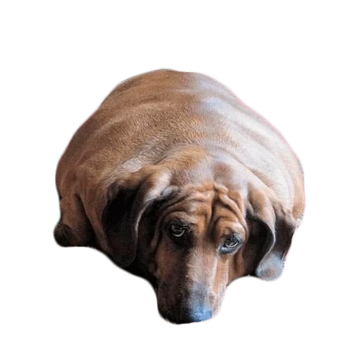 dachshund, fat dachshund, fat dachshund, hewan gemuk