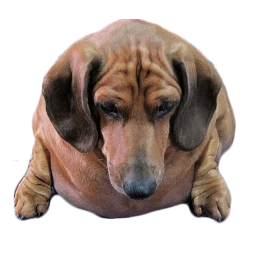bassotto, dachshund grasso, dachshund grasso