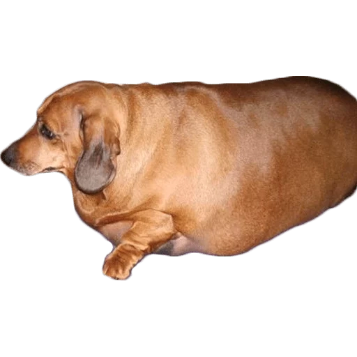bassotto, bassotto, dachshund grasso, dachshund grasso, cane grasso con sfondo bianco