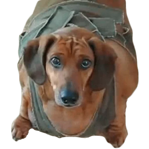 dachshund, dachshund oleh ob, dachshund 35 kg, fat dachshund, anjing hari