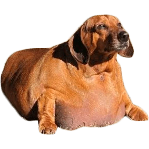 salsicha, dachshund, cão de salsicha gorda, dachshund gordo, variedade de dachshund careca