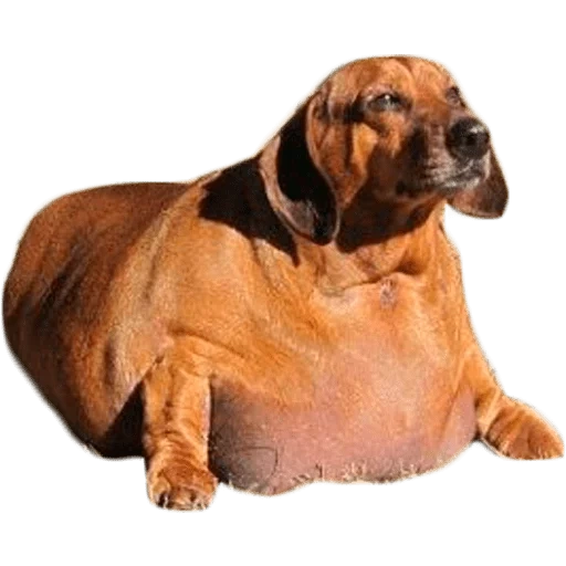 dackel, dackel, fettdackel, fettdackel, lysing eine rassendachshund