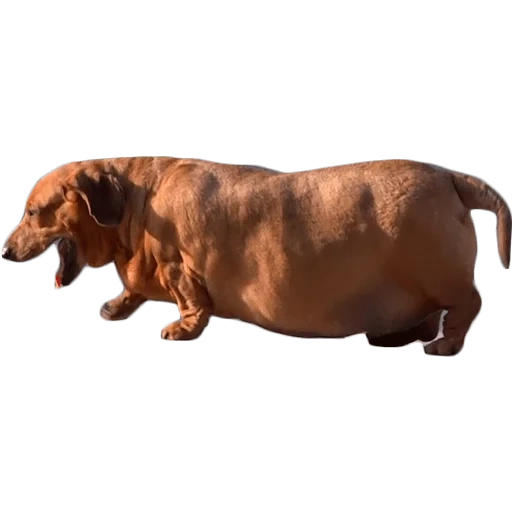 sausage, dachshund, fat dachshund, fat dachshund, back 3/4 dachshund