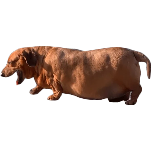 dachshund, dachshund, fat dachshund, fat dachshund, dachshund 3/4 di belakang