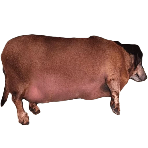 dachshund grasso, razza dyurok, pig durok, razza di maiali dyurok, dyurok breed di maiali caratteristici