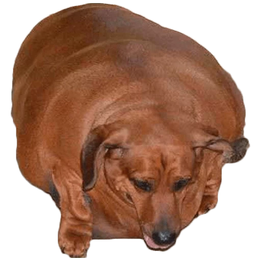 dachshund, dachshund 40 kg, fat dachshund, fat dachshund