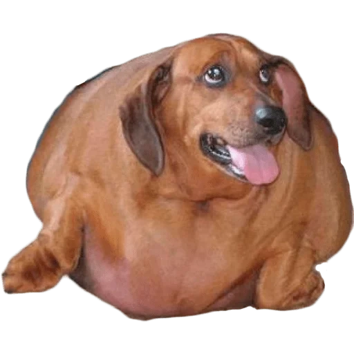 salsicha, dachshund, cão de salsicha gorda, dachshund gordo, cachorro gordo