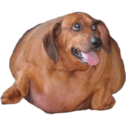 dachshund, dachshund, fat dachshund, fat dachshund, anjing gemuk