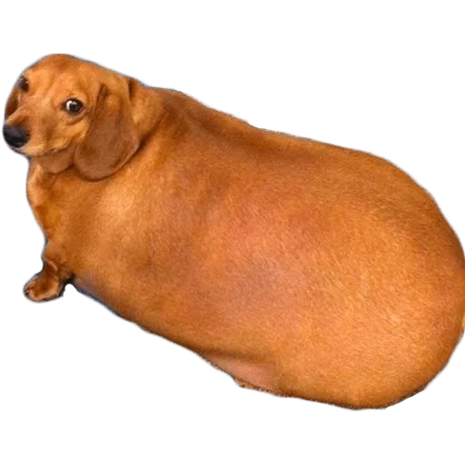 dachshund, dachshund dari samping, fat dachshund, fat dachshund, dachshund hitam gemuk