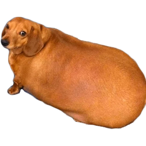 sausage, dachshund on the side, fat dachshund, fat dachshund, fat black dachshund