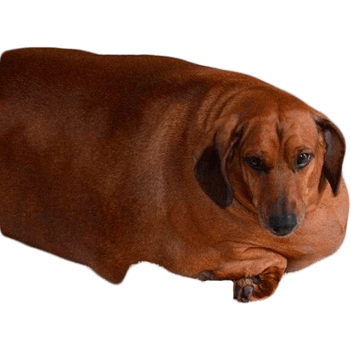 dachshund, dachshund oleh ob, berat dachshund, fat dachshund, fat dachshund
