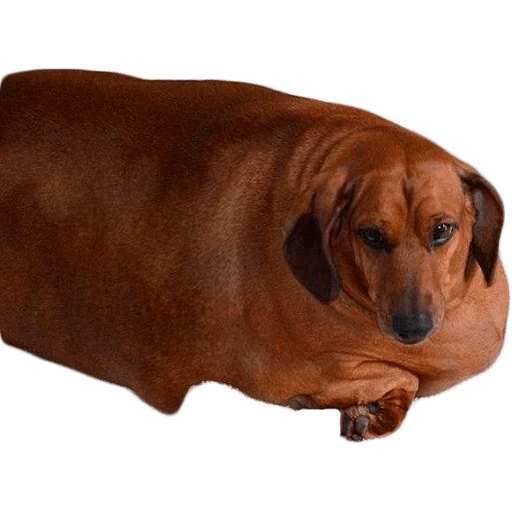 dackel, dachshund von der ob, dachshund gewicht, fettdackel, fettdackel