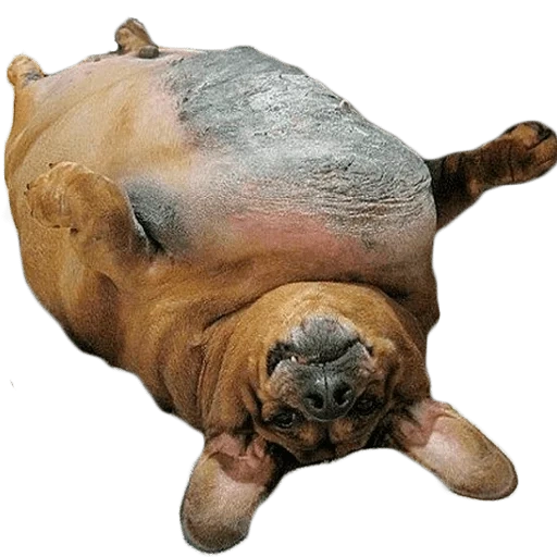 parker, dachshund 25 kg, fat dachshund, bulldog lying on his back