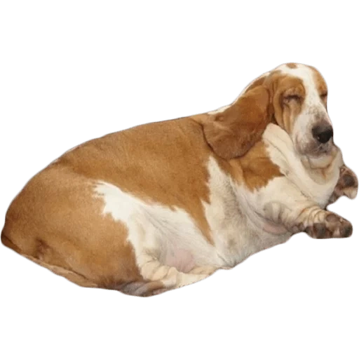 basset, basset hound, basset hound breed, basset hound dog, jenis anjing basset hound