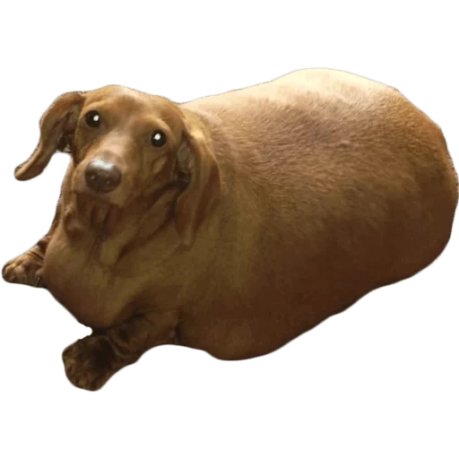 salsicha, cão de salsicha gorda, dachshund gordo, cachorro gordo, dachshund gigante