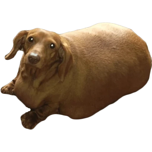 sausage, fat dachshund, fat dachshund, fat dog, giant dachshund