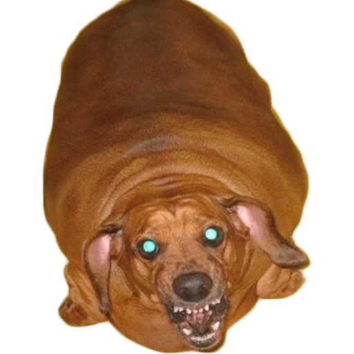 dachshund, fat dachshund, dachshund tebal, dachshund dari sosis, dachshund dari ob 35 kg
