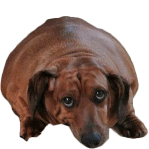 dachshund, dachshund, fat dachshund, fat dachshund