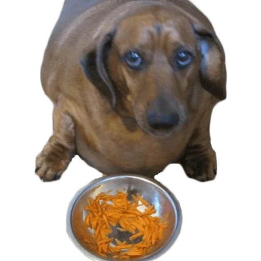 perro tejonero, perro tejonero, dachshund gordo, dachshund gordo, dachshund hambriento