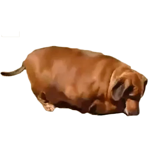 dackel, dackel, fettdackel, fettdackel, dachshund hund ist dick