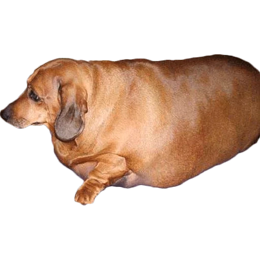 sausage, dachshund, fat dachshund, fat dachshund, obese dachshund