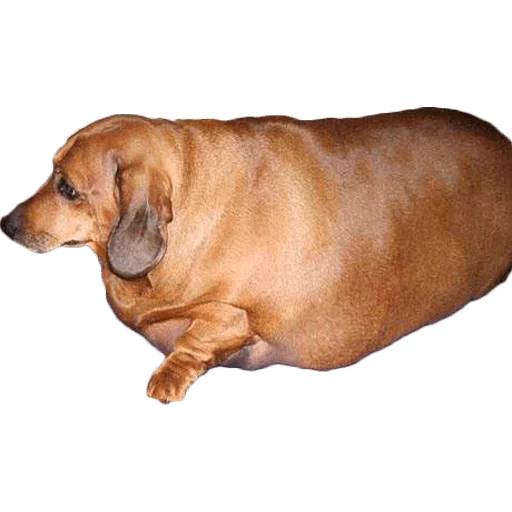 dachshund, dachshund, fat dachshund, dachshund tebal, dachshundice