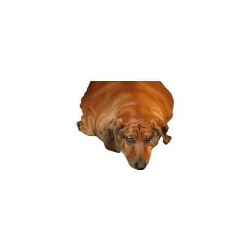 dachshund, berat dachshund, dachshund, fat dachshund, fat dachshund