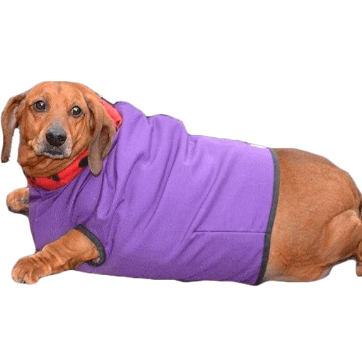 sausage, dachshund 35kg, dachshund's clothes, dachshund, fat dachshund