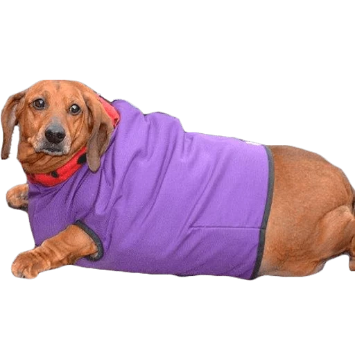 salsicha, salsicha 35kg, roupas de dachshund, dachshund, cão de salsicha gorda